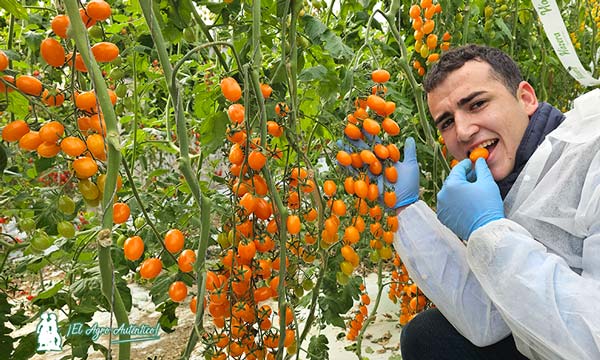 Miguel Ángel Rodríguez con el nuevo tomate naranja / agroautentico.com