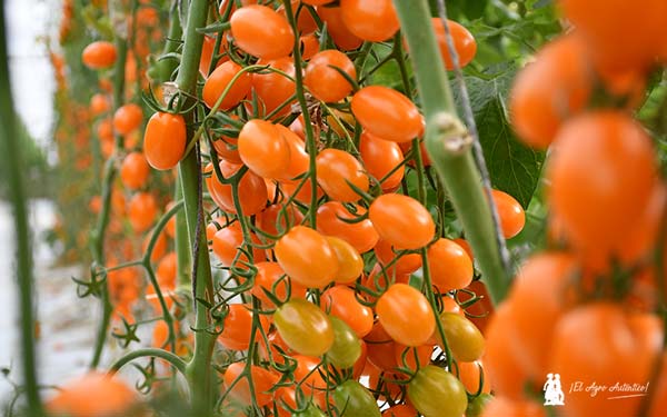 nuevo tomate naranja / agroautentico.com