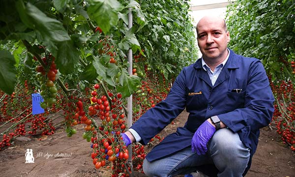 Tomates con resistencia a rugoso de BASF Nunhems