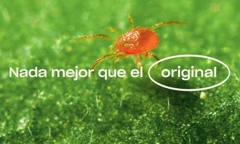 Koppert inicia el año con dos nuevos formatos para control de araña roja