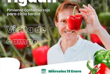 Día 15 de enero. Jornada de pimiento de Hazera