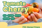 Día 17 de enero. Jornada de cherry de Hazera