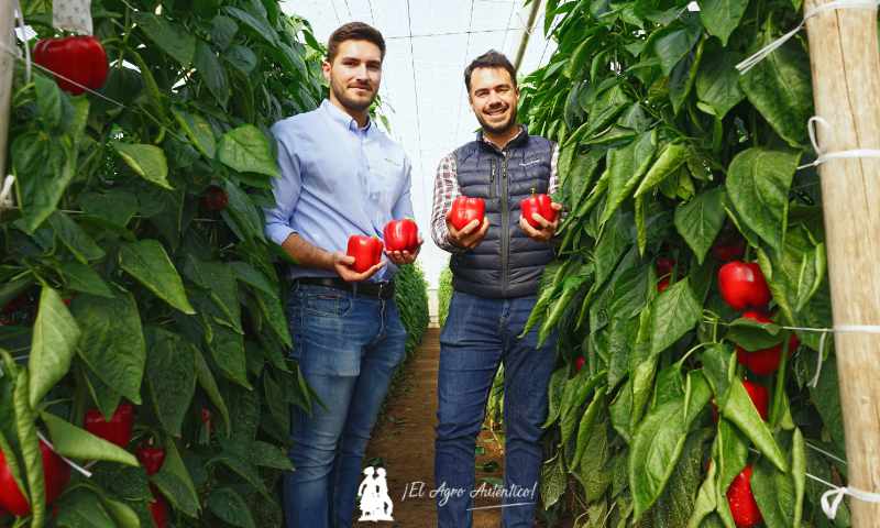 Jorge Fernández con José Miguel Reyes de HM.Clause y los pimientos Ascalon y Yasser / agroautentico.com