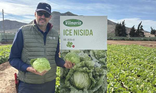 Lechuga Nisida iceberg de Vilmorin Mikado / agroautentico.com