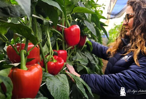 El Señor de los Anillos inspira el último pimiento rojo de Vilmorin-Mikado