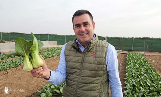 Sakata en Murcia con Pak choi