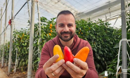 Sur Seeds obtiene 6 nuevos pimientos minis resistentes a ceniza -agroautentico