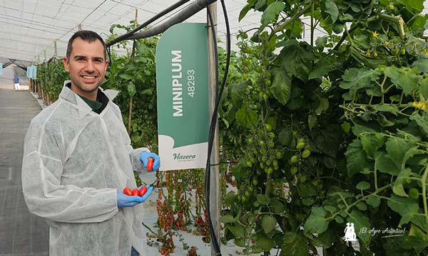 Miguel Ángel López con el nuevo cherry pera rojo de Hazera / agroautentico.com