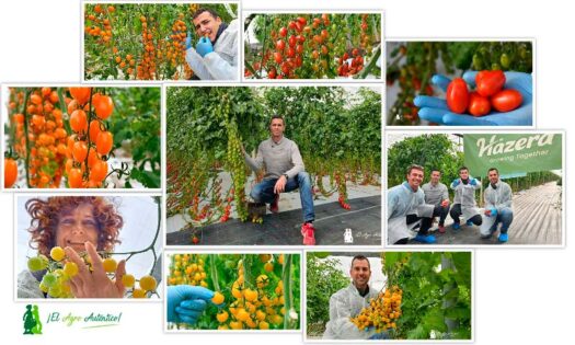 Hazera ofrece cherry resistente a rugoso en rojo, amarillo y naranja / agroautentico.com