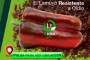 Día 17 de enero. Jornada de pimiento lamuyo de Seminis