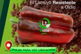 Día 17 de enero. Jornada de pimiento lamuyo de Seminis