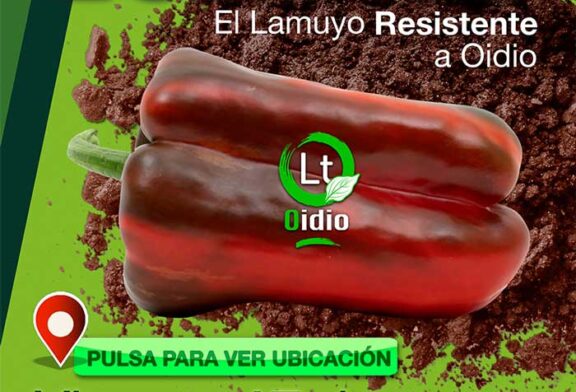 Día 17 de enero. Jornada de pimiento lamuyo de Seminis