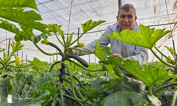 Paco Fernández en su invernadero en producción de calabacín Zeus ND / agroautentico.com