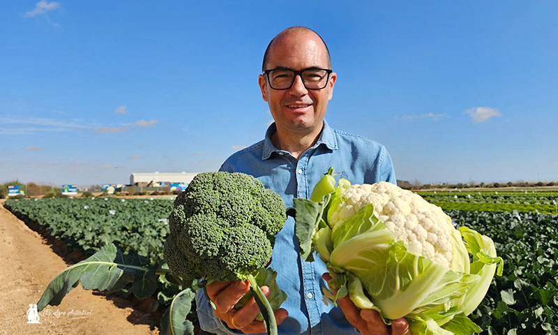 Antonio Gutiérrez señala el foco de Syngenta en brásicas: brócoli y coliflor / agroautentico.com