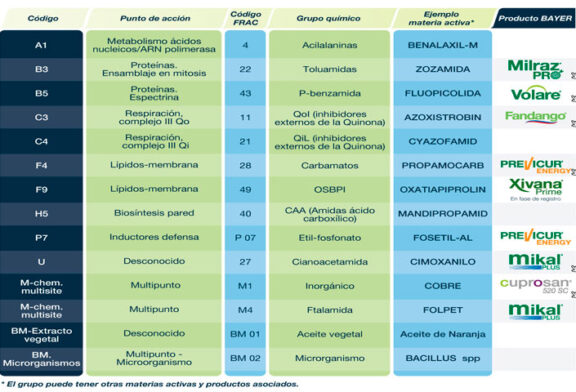 Comprender de qué hablamos cuando nos referimos al mildiu en hortícolas y cómo controlarlo