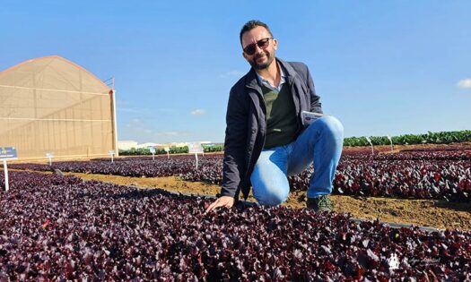Dario Antonante, product manager de cultivos de hoja de Syngenta, durante las Demo Days Salads 2025, con la variedad Baronita / agroautentico.com