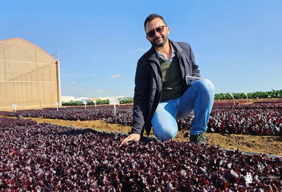 Las Baby Leaf de Syngenta son también resistentes a las razas locales de bremia