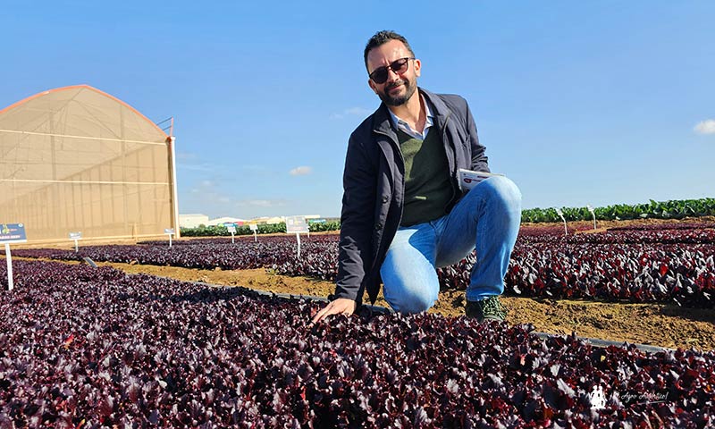 Las Baby Leaf de Syngenta son también resistentes a las razas locales de bremia