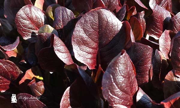 Variedad Ginita (tipo romana roja) / agroautentico.com