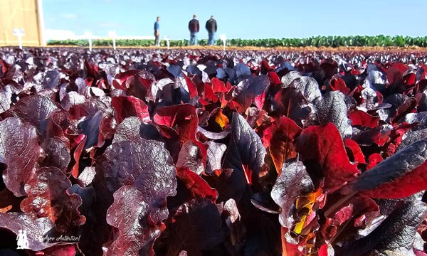 Variedad Riojita de Baby Leaf roja de Syngenta / agroautentico.com