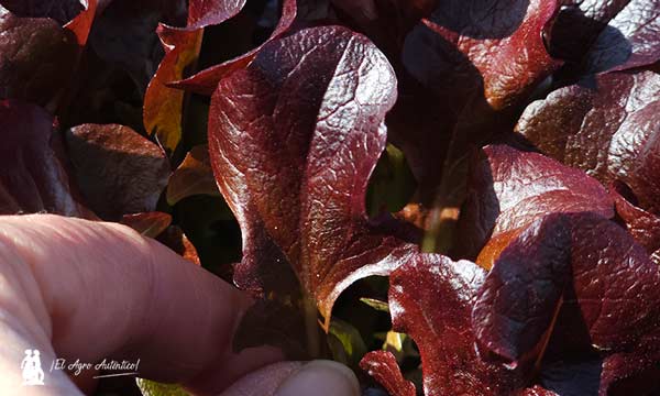 Variedad Vanesita (tipo hoja de roble roja) / agroautentico.com