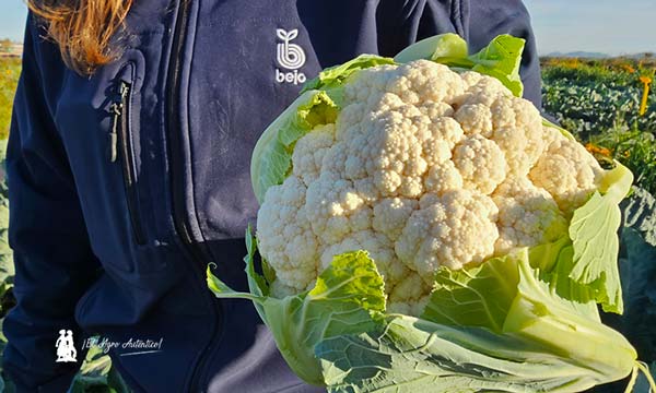 Coliflor de Bejo. Nueva variedad Basento / agroautentico.com