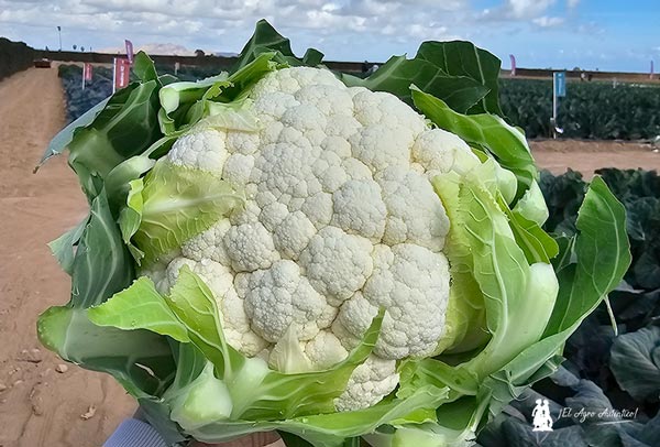 Coliflor variedad Campohana RZ / agroautentico.com