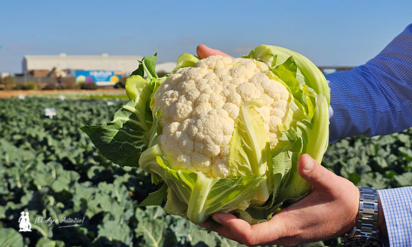 Coliflor Torres de Syngenta / agroautentico.com