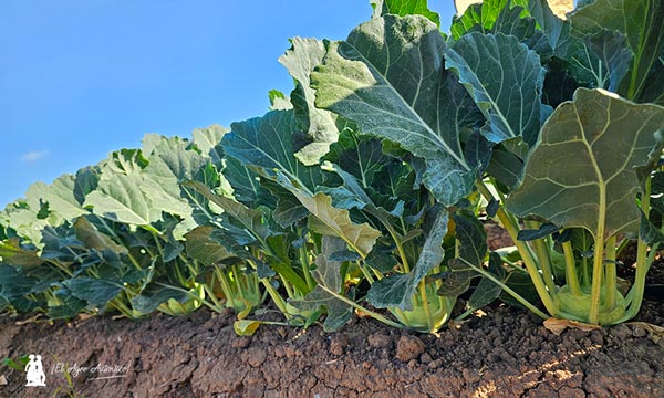 Colirrábano Pitt / agroautentico.com