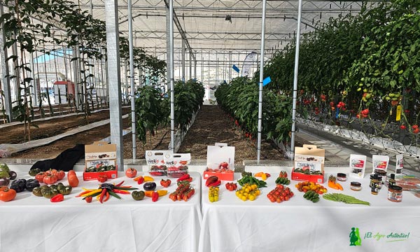 Congreso de Tomate en la cooperativa La Palma / agroautentico.com