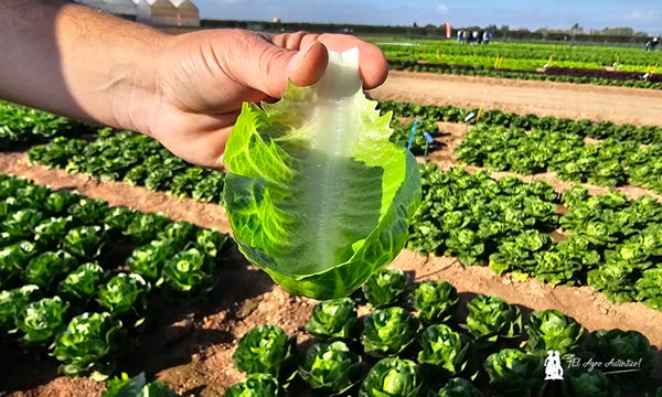 Rijk Zwaan innova de la crunchy pequeña a la midi con hoja dulce y crujiente