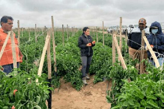 Ecoculture mitiga los daños del virus del rugoso en tomate