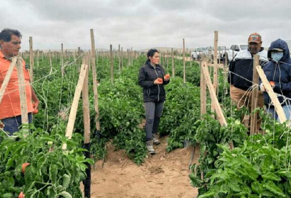 Ecoculture mitiga los daños del virus del rugoso en tomate