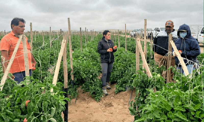 Ecoculture mitiga los daños del virus del rugoso en tomate