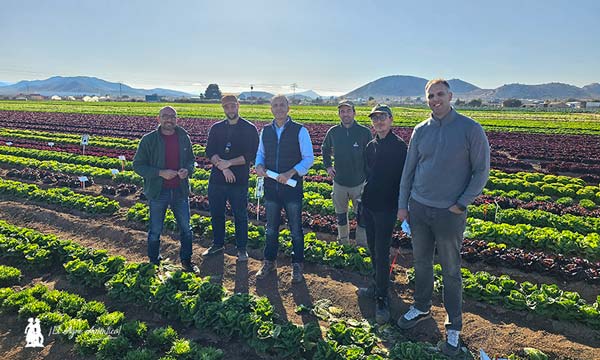 El breeder de las Baby, Batavias y mini romanas de Gautier