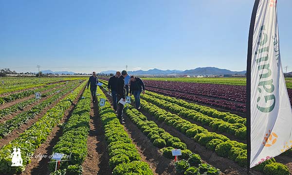 El breeder de las Baby, Batavias y mini romanas de Gautier