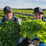 Vincenzo Rampulla y Óscar Peñalver con escarola rizada y lisa de Bejo / agroautentico.com