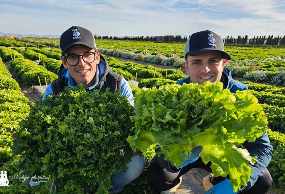 Bejo cubre el mercado de Radicchio Rosso y de escarola rizada y lisa