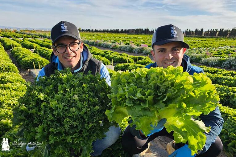 Bejo cubre el mercado de Radicchio Rosso y de escarola rizada y lisa