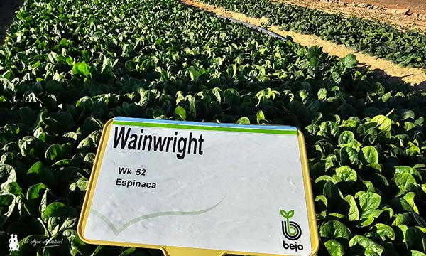 Espinacas variedad Wainwright / agroautentico.com