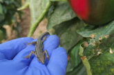 Uso de reptiles en invernaderos de Almería para control biológico