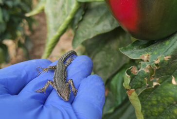 Uso de reptiles en invernaderos de Almería para control biológico