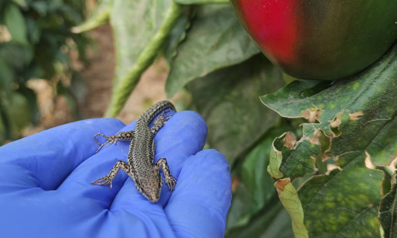 Uso de reptiles en invernaderos de Almería para control biológico