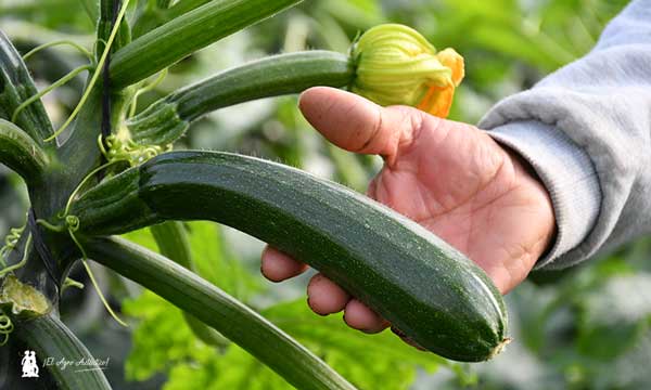 Calabacín Zeus ND de Syngenta / agroautentico.com