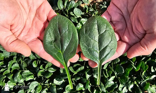 Hoja-espinaca-Arakis-de-Nunhems