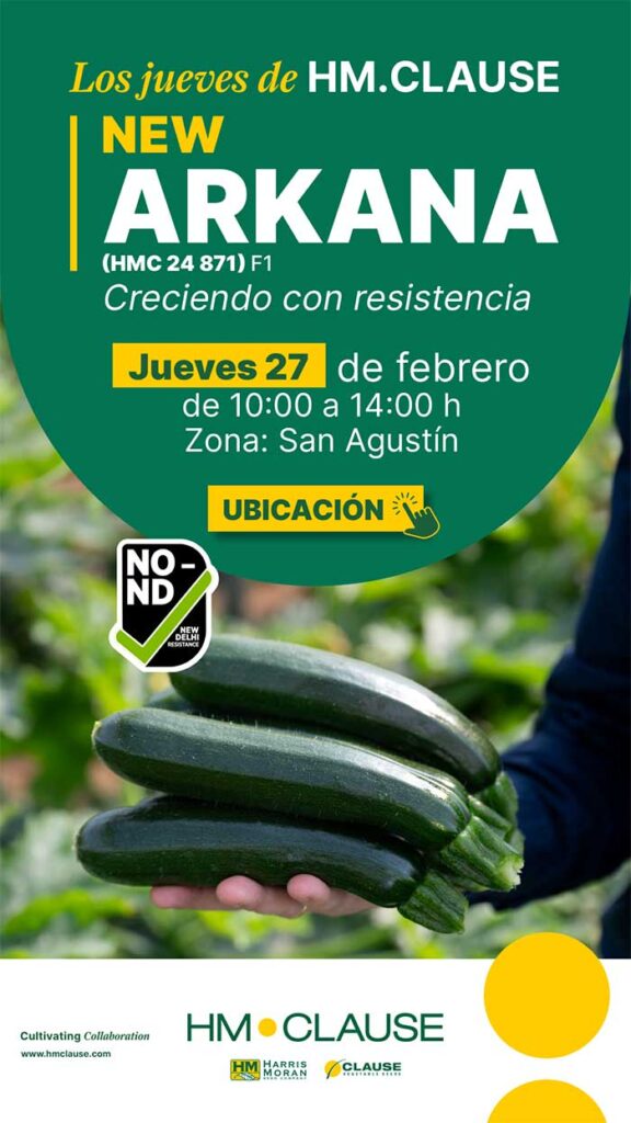 Nuevo calabacín Arkana de HM Clause