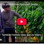 Jornadas de pimiento de Harmoniz Seeds