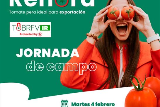 Día 4 de febrero. Jornada de tomate pera de Hazera