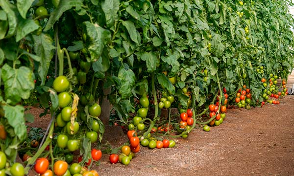  Jornadas de nuevo tomate pera Panoramix de CapGen 2