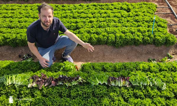 Teen leaf de Rijk Zwaan 2